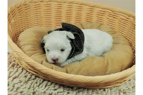 成約済の埼玉県のマルチーズ-122950の2枚目